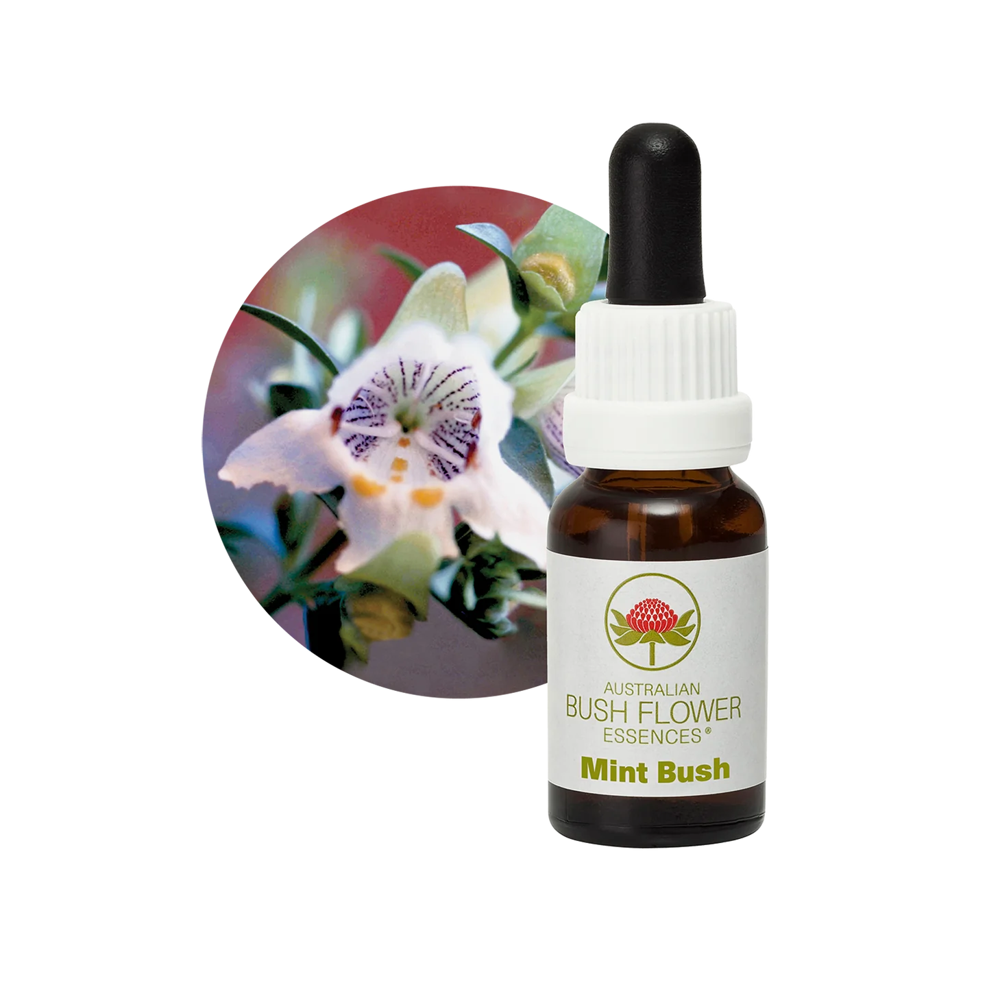 Mint Bush 30ml image 0