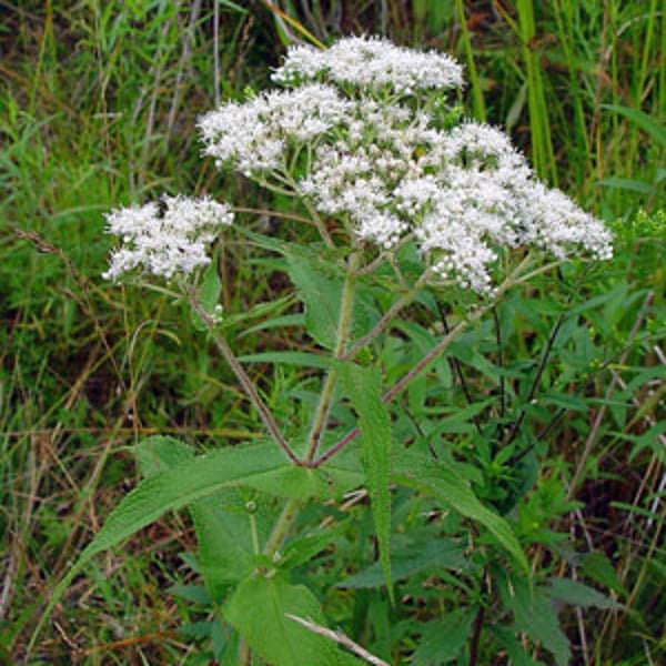Eupatorium perfoliatum