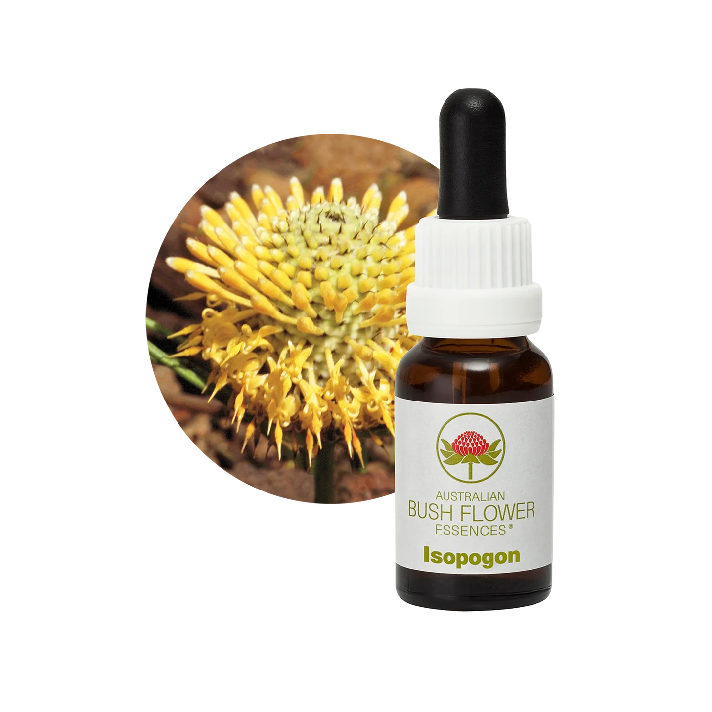 Isopogon 30ml image 0