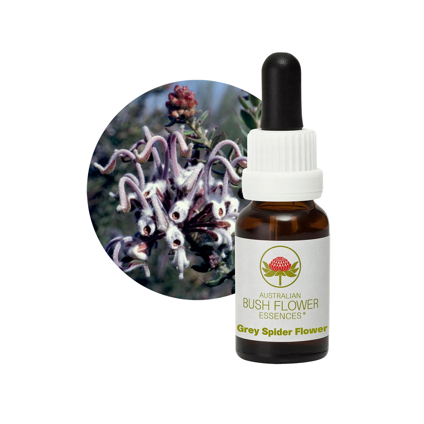 Grey Spider Flower 30ml image 0