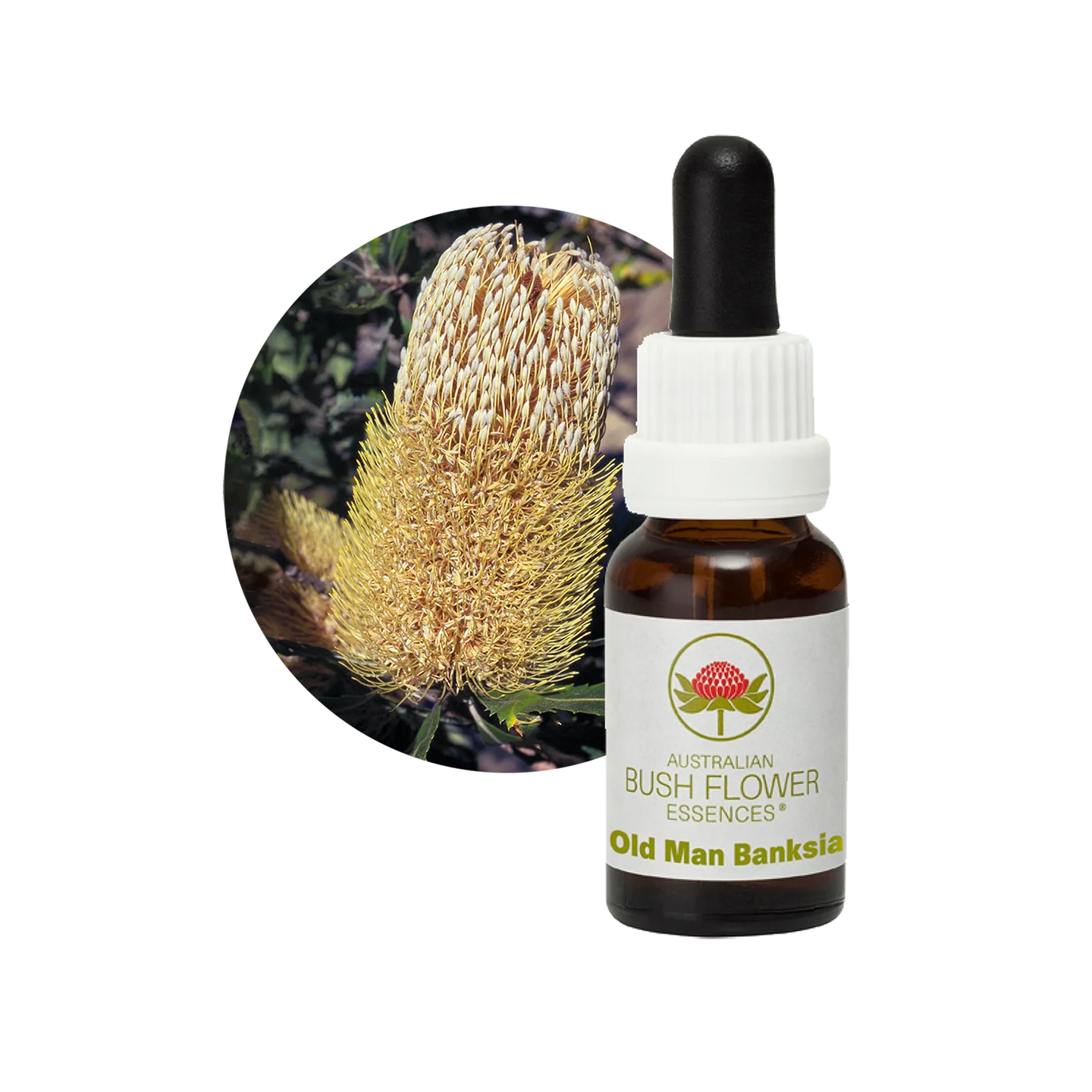Old Man Banksia 30ml image 0