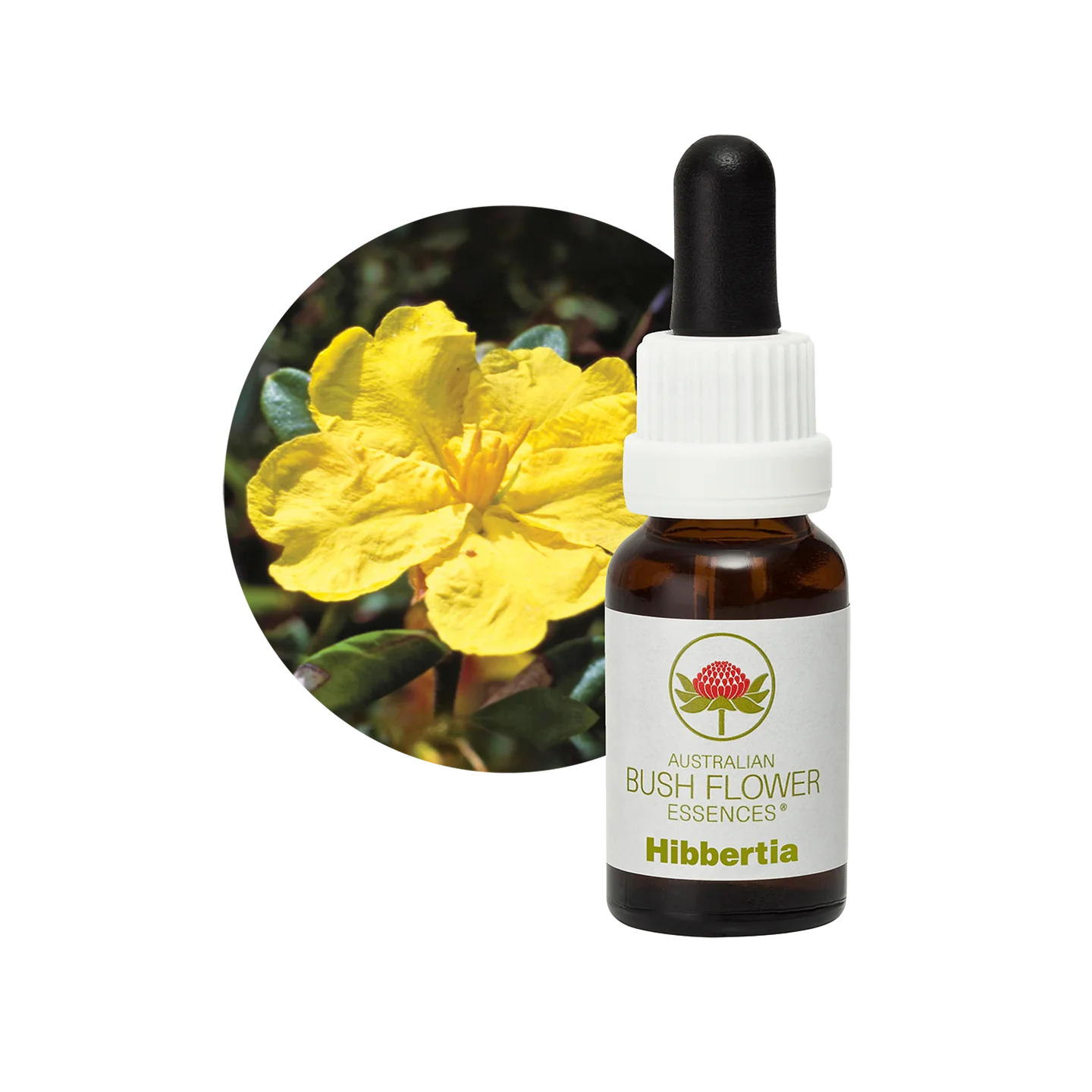 Hibbertia 30ml image 0