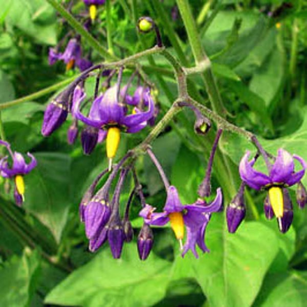 Dulcamara