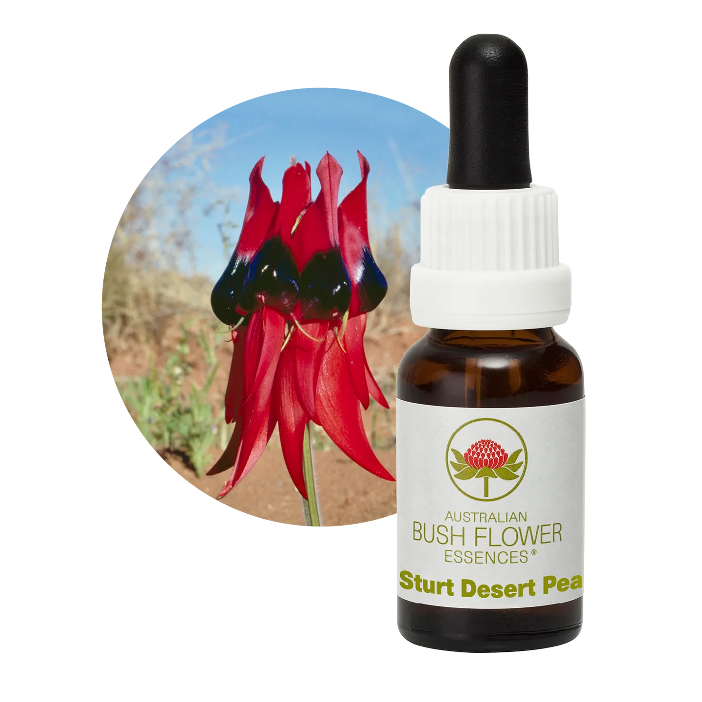 Sturt Desert Pea 30ml image 0