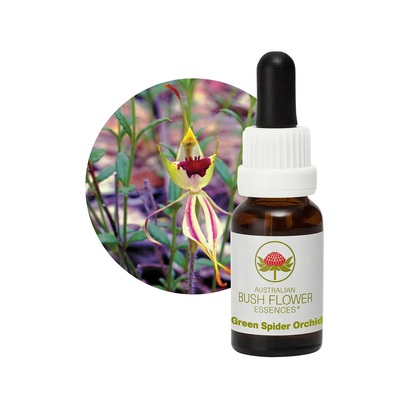 Green Spider Orchid 30ml image 0