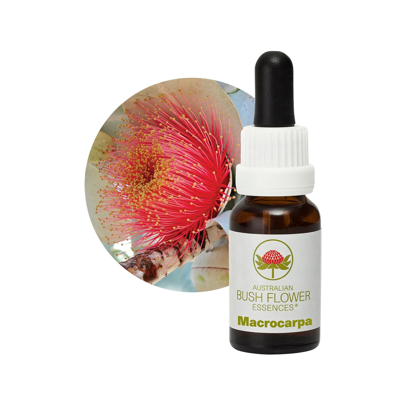 Macrocarpa 30ml image 0