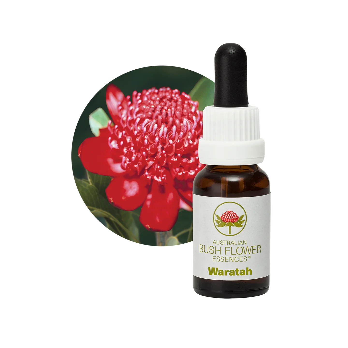 Waratah 30ml image 0