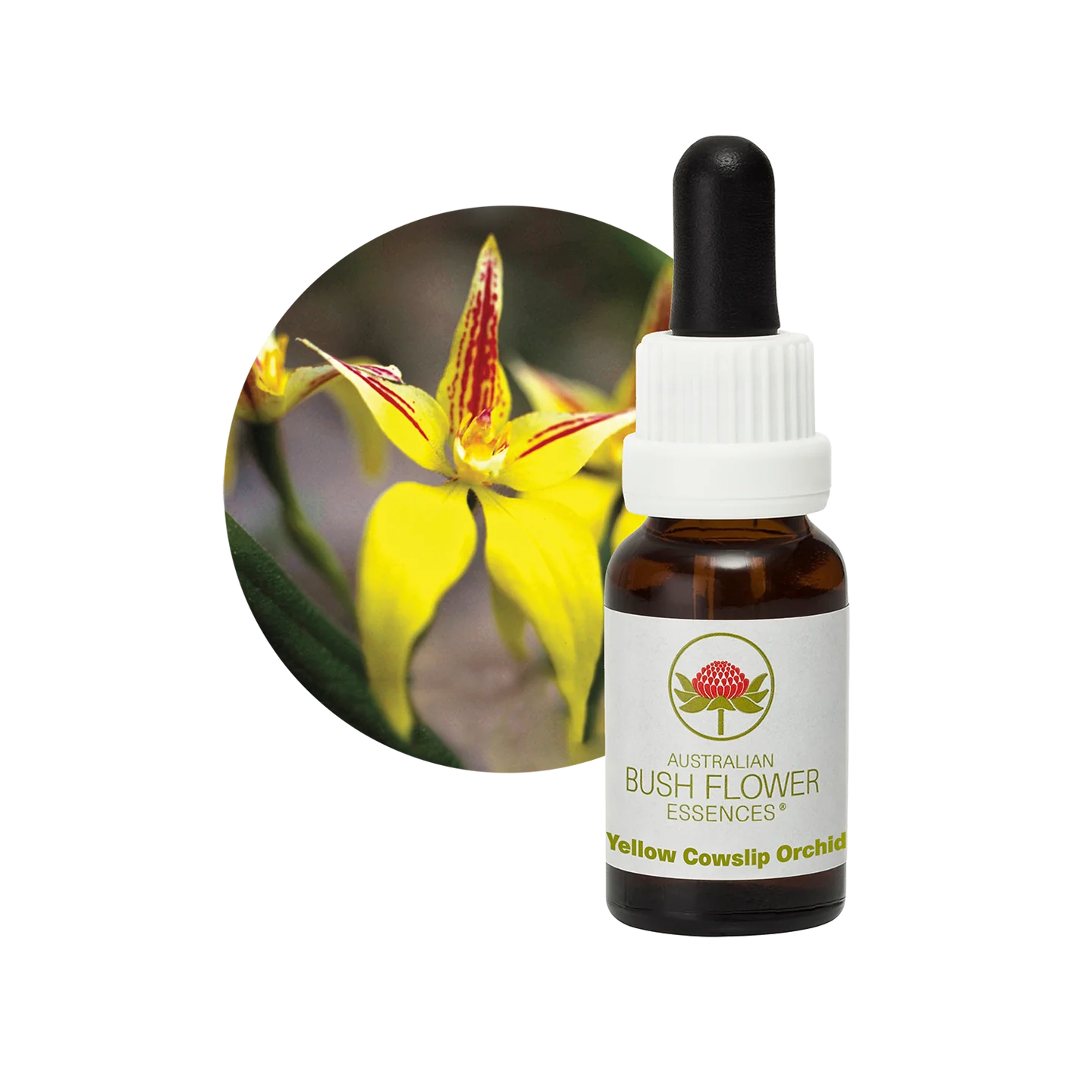 Yellow Cowslip Orchid 30ml image 0