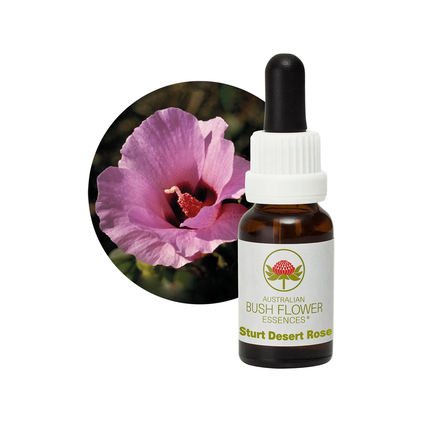 Sturt Desert Rose 30ml image 0