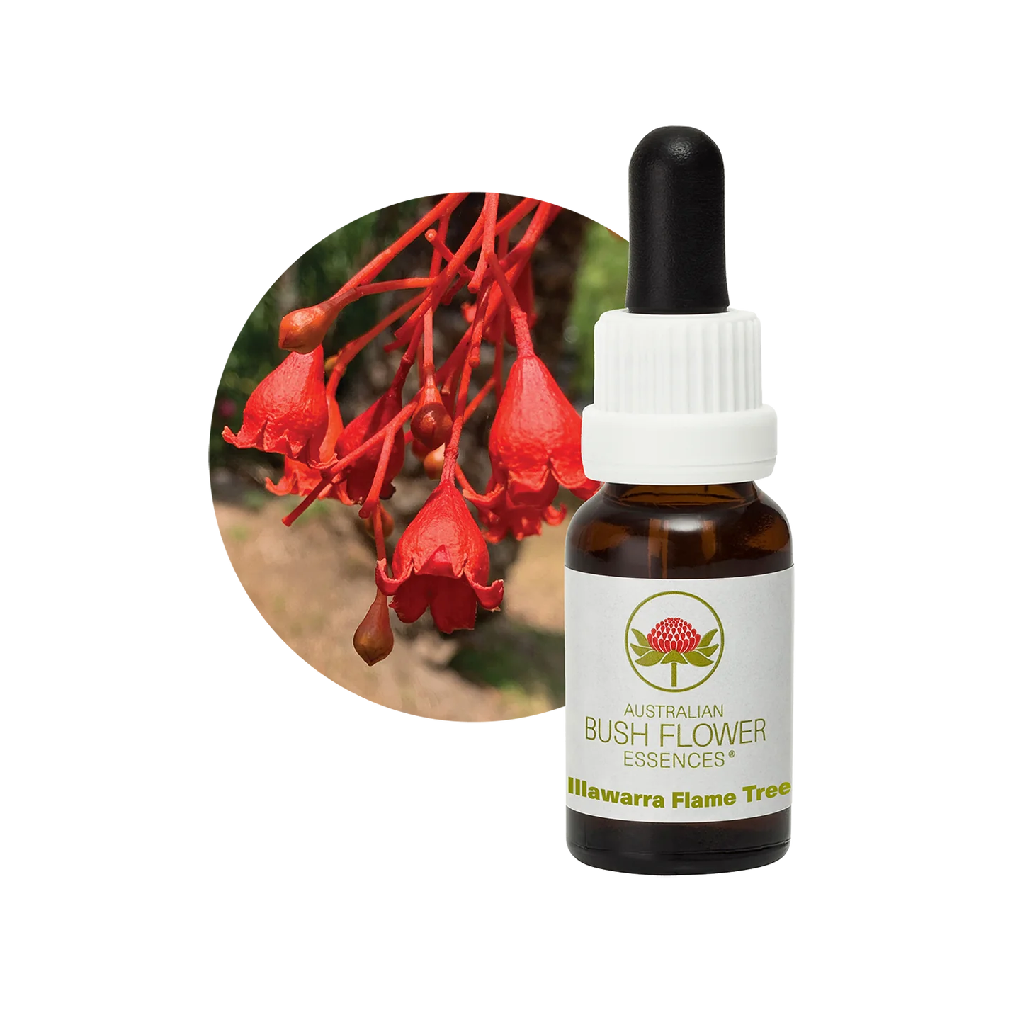 Illawarra Flame Tree 30ml image 0