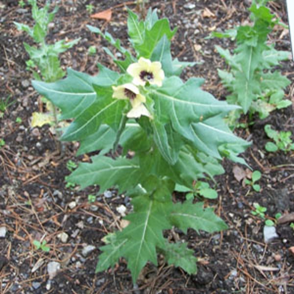 Hyoscyamus