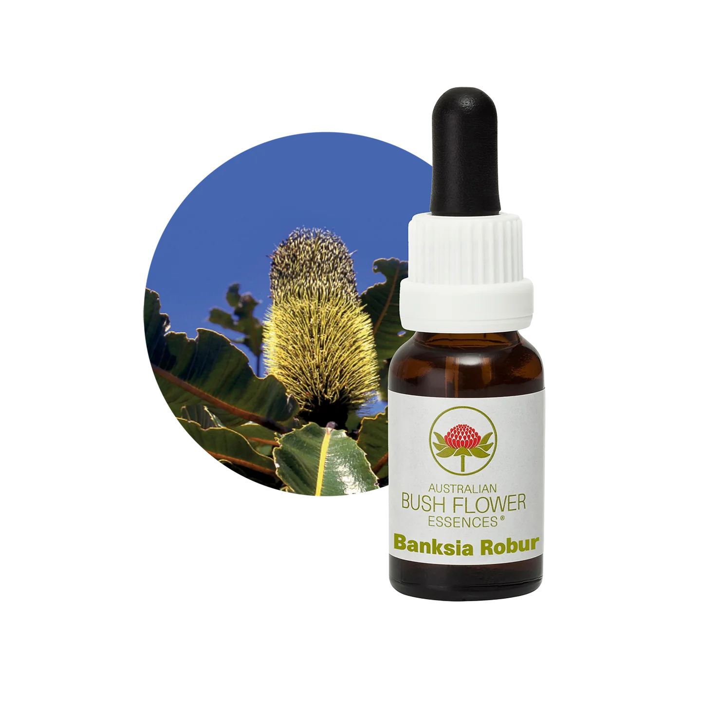 Banksia Robur 30ml image 0