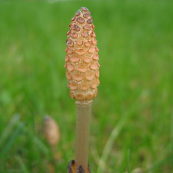 Equisetum arvense