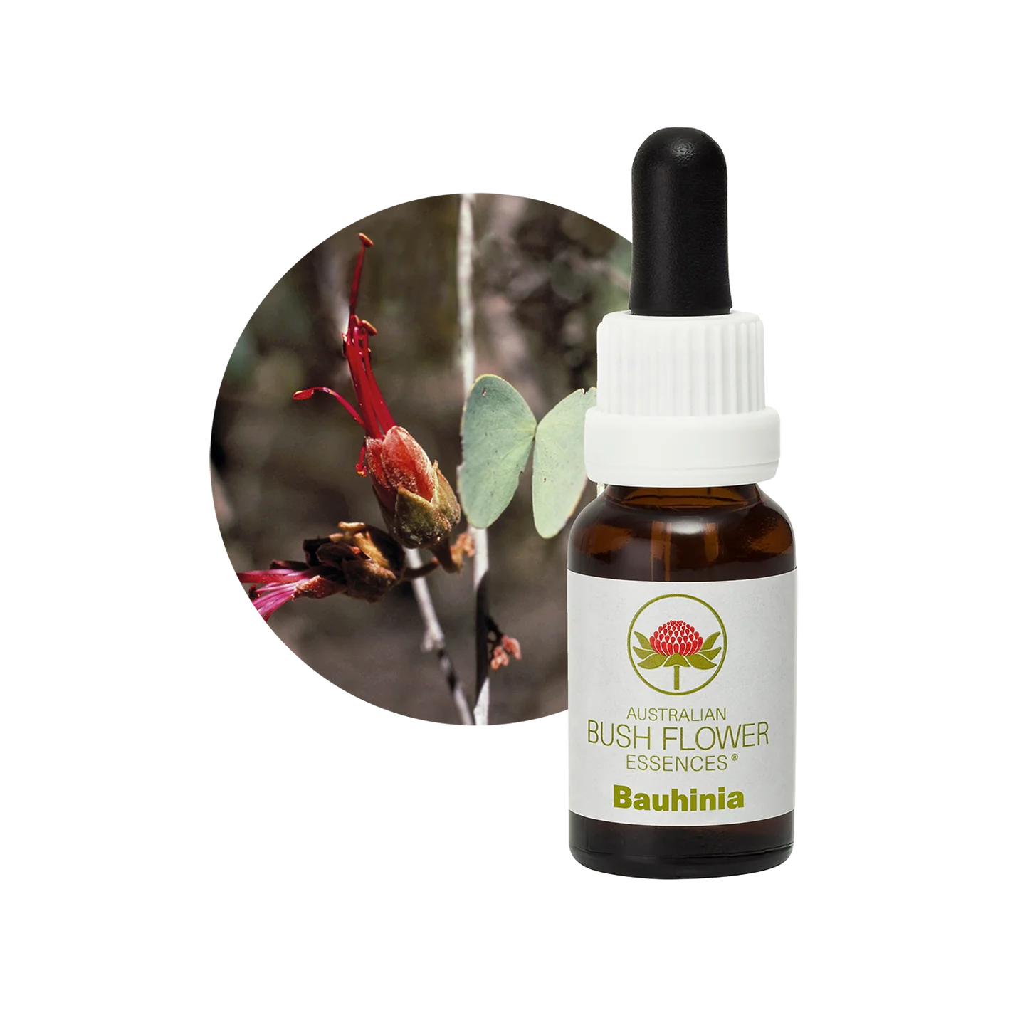 Bauhinia 30ml image 0