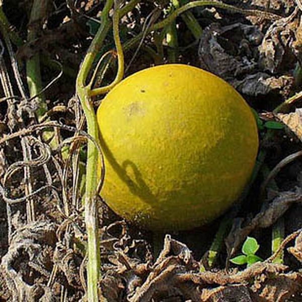 Colocynthis