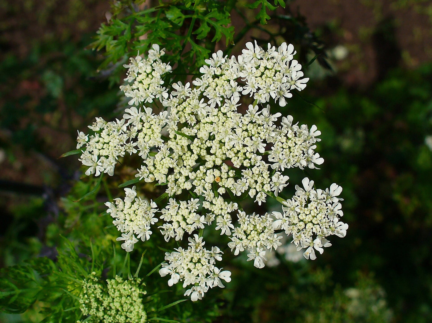 Aethusa