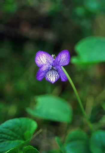 Alaskan Flower Essence Alaska Violet