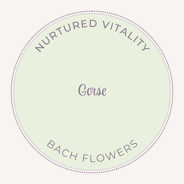 Bach Flower Essence Gorse