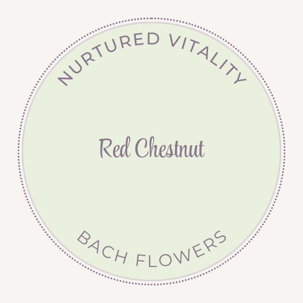 Bach Flower Essence Red Chestnut