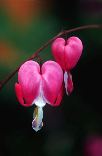 Alaskan Flower Essence Bleeding Heart