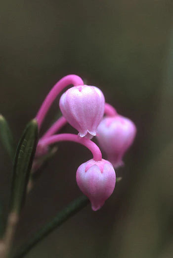 Alaskan Flower Essence Bog Rosemary