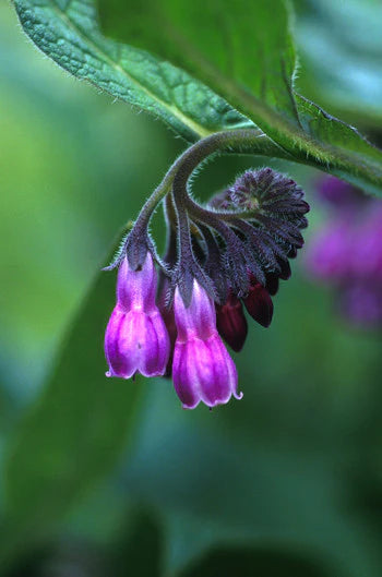 Alaskan Flower Essence Comfrey