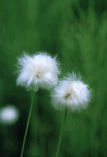 Alaskan Flower Essence Cotton Grass