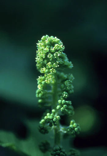 Alaskan Flower Essence Devil's Club