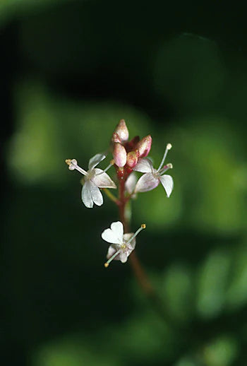 Alaskan Flower Essence Enchanter's Nightshade