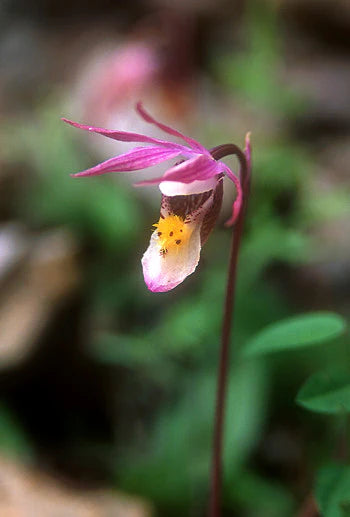 Alaskan Flower Essence Fairy Slipper