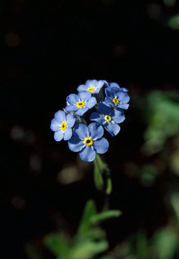 Alaskan Flower Essence Forget-Me-Not