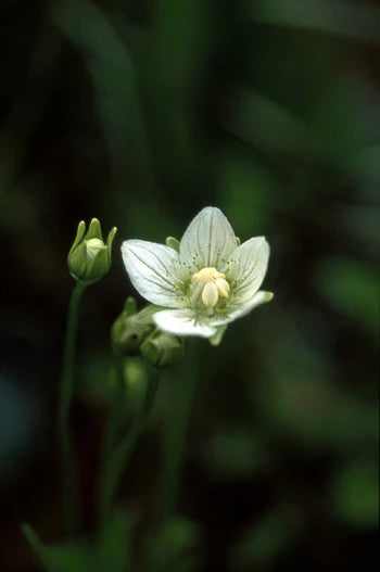 Alaskan Flower Essence Grass of Parnassus