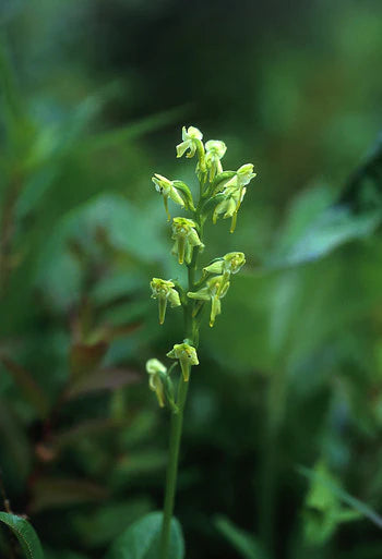 Alaskan Flower Essence Green Bog Orchid