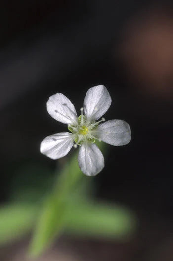 Alaskan Flower Essence Grove Sandwort