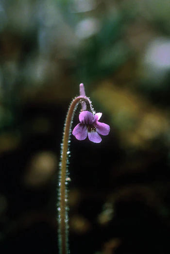 Alaskan Flower Essence Hairy Butterwort