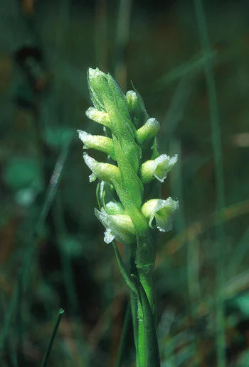 Alaskan Flower Essence Ladies' Tresses