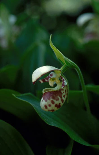 Alaskan Flower Essence Lady's Slipper