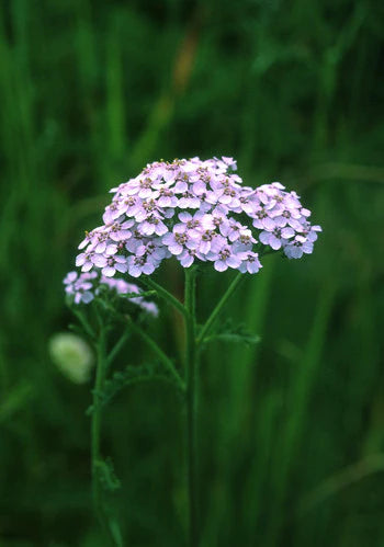 Alaskan Flower Essence Lavender Yarrow