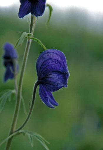 Alaskan Flower Essence Monkshood