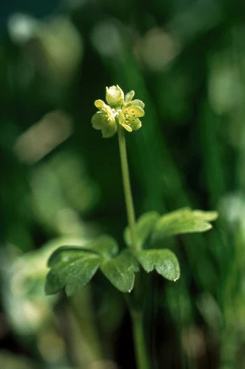 Alaskan Flower Essence Moschatel