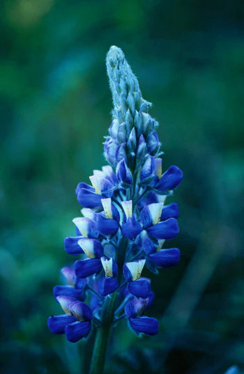 Alaskan Flower Essence Nootka Lupine