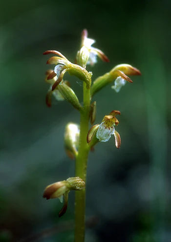 Alaskan Flower Essence Northern Coral Root