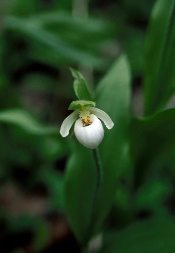 Alaskan Flower Essence Northern Lady's Slipper