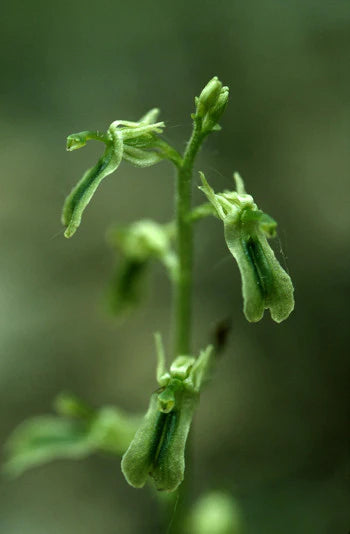 Alaskan Flower Essence Northern Twayblade