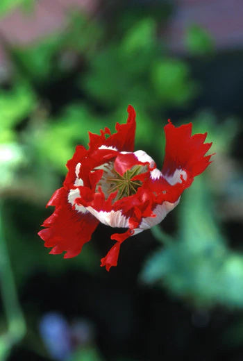 Alaskan Flower Essence Opium Poppy