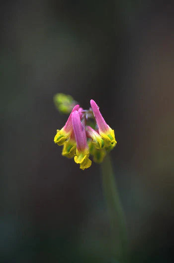 Alaskan Flower Essence Pale Corydalis