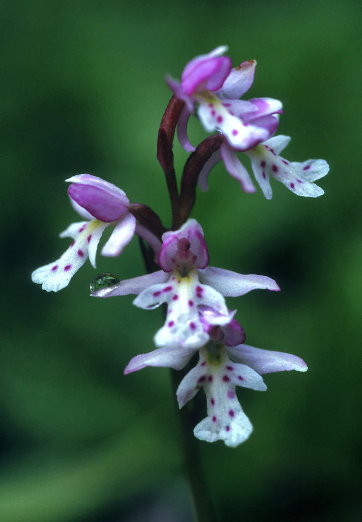 Alaskan Flower Essence Round-Leaf Orchid