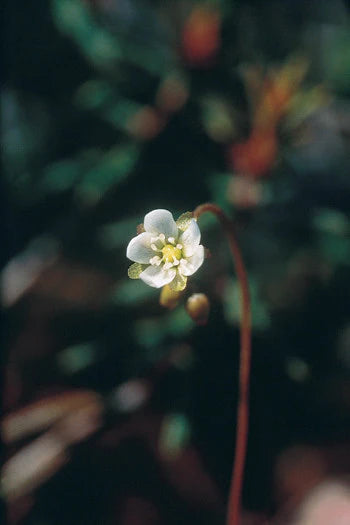 Alaskan Flower Essence Round-Leaved Sundew