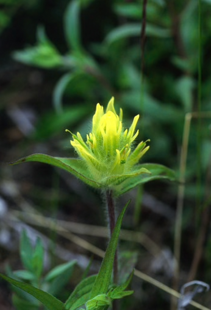 Alaskan Flower Essence Yellow Paintbrush