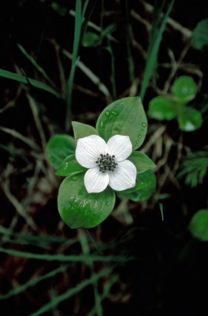 Alaskan Flower Essence Bunchberry